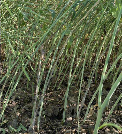 Susceptible Canola Hybrid        