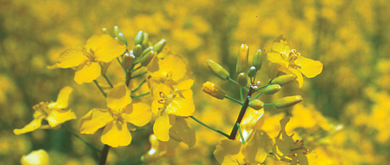 canola close up