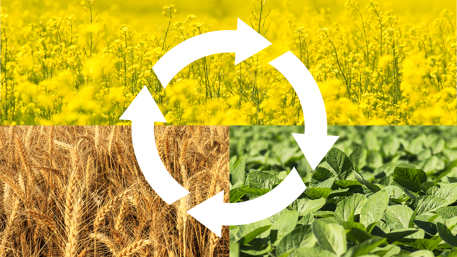 crop rotation of wheat, soybeans and canola