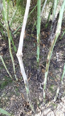 Canola stems infected with sclerotinia stem rot.