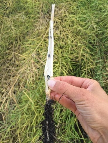 Sclerotia bodies in infected canola stem