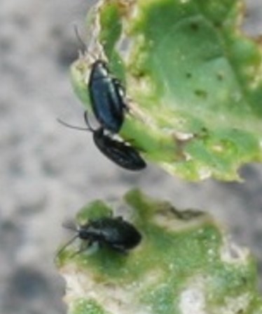 Crucifer flea beetle