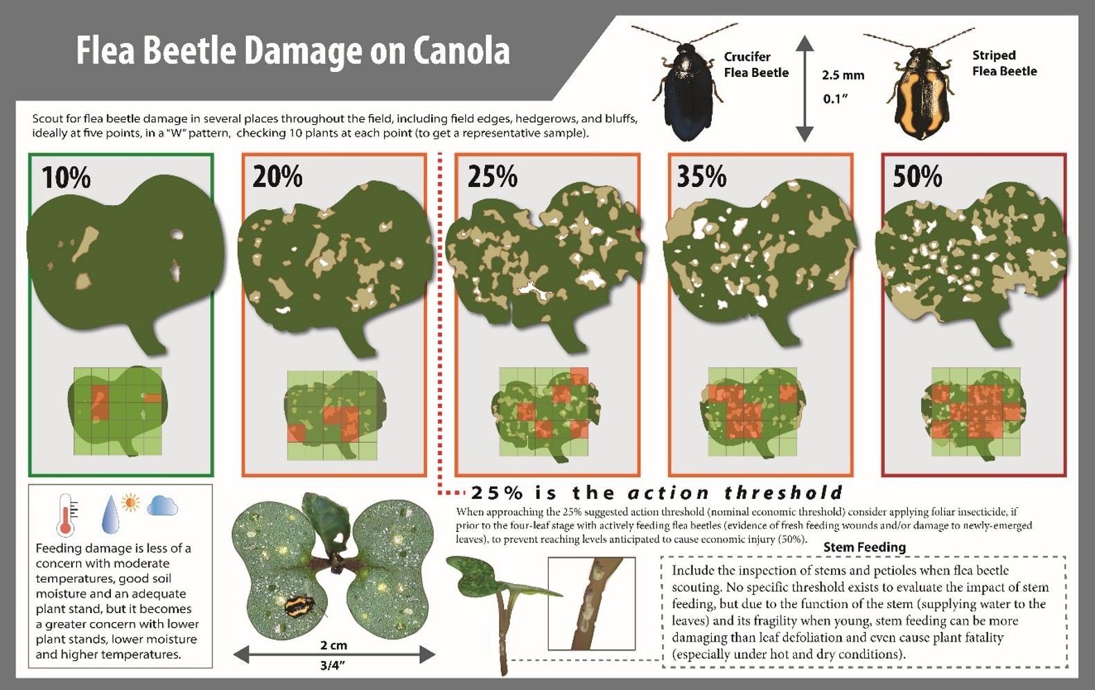 Assessing flea beetle damage on canola. Courtesy of the Canola Council of Canada