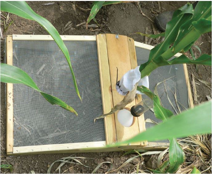 Emergence cage used to capture corn rootworm adults emerging from the soil.